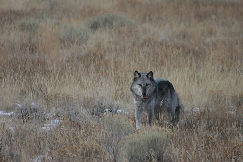 Wolves were reintroduced to Yellowstone National Park in 1995 and 1996.