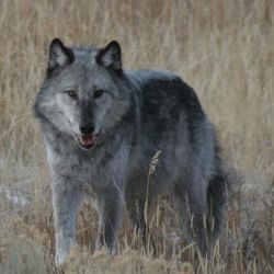 Wolves were reintroduced to Yellowstone National Park in 1995 and 1996.