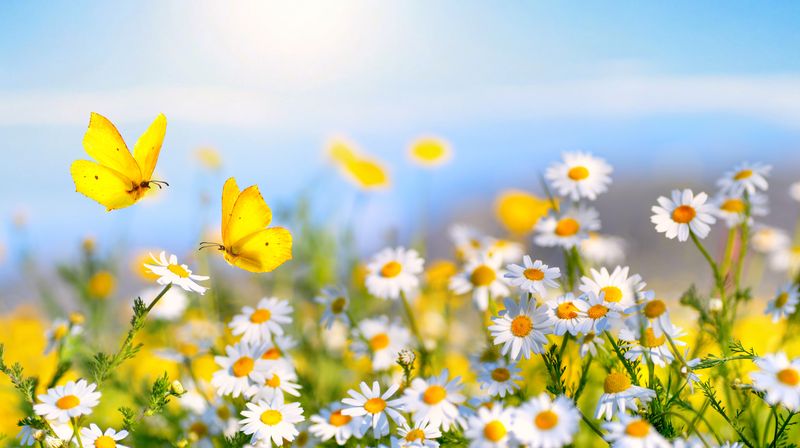 Yellow butterflies land on daisies