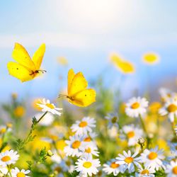 Yellow butterflies land on daisies