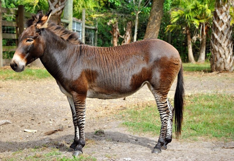 a zebroid, a hybrid of a donkey and zebra, in a field zoo