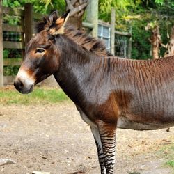 a zebroid, a hybrid of a donkey and zebra, in a field zoo