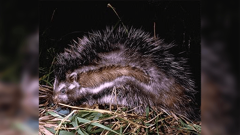 African crested rat, a fuzzy small mammal with striped, spiky fur