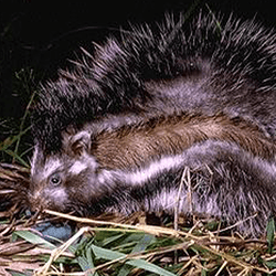 African crested rat, a fuzzy small mammal with striped, spiky fur