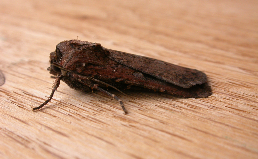 brown bogong moth brown bogong moth