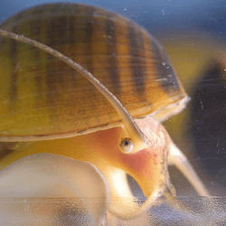 an apple snail's eye close up