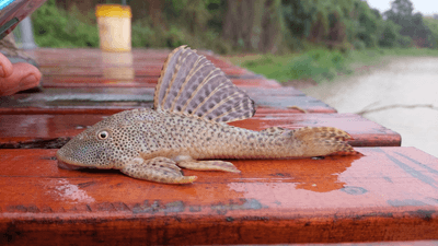 an armored catfish on a dock