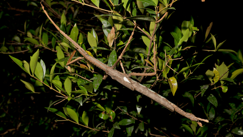 giant stick insect holding onto a branch at night