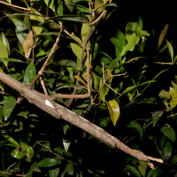 giant stick insect holding onto a branch at night