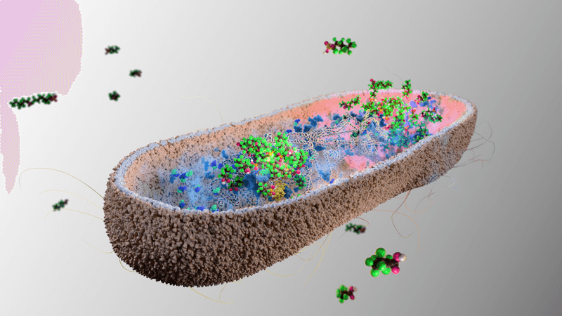 A digital diagram showing a cross section of bacteria absorbing PFAS molecules. The bacteria looks like a furry slipper with the bottom removed. Inside it are clumps of PFAS molecules being absorbed together. There smaller molecules floating around the bacteria. The bacteria also has some wispy lines coming off of it which represent its pili.