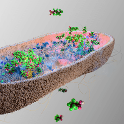 A digital diagram showing a cross section of bacteria absorbing PFAS molecules. The bacteria looks like a furry slipper with the bottom removed. Inside it are clumps of PFAS molecules being absorbed together. There smaller molecules floating around the bacteria. The bacteria also has some wispy lines coming off of it which represent its pili.