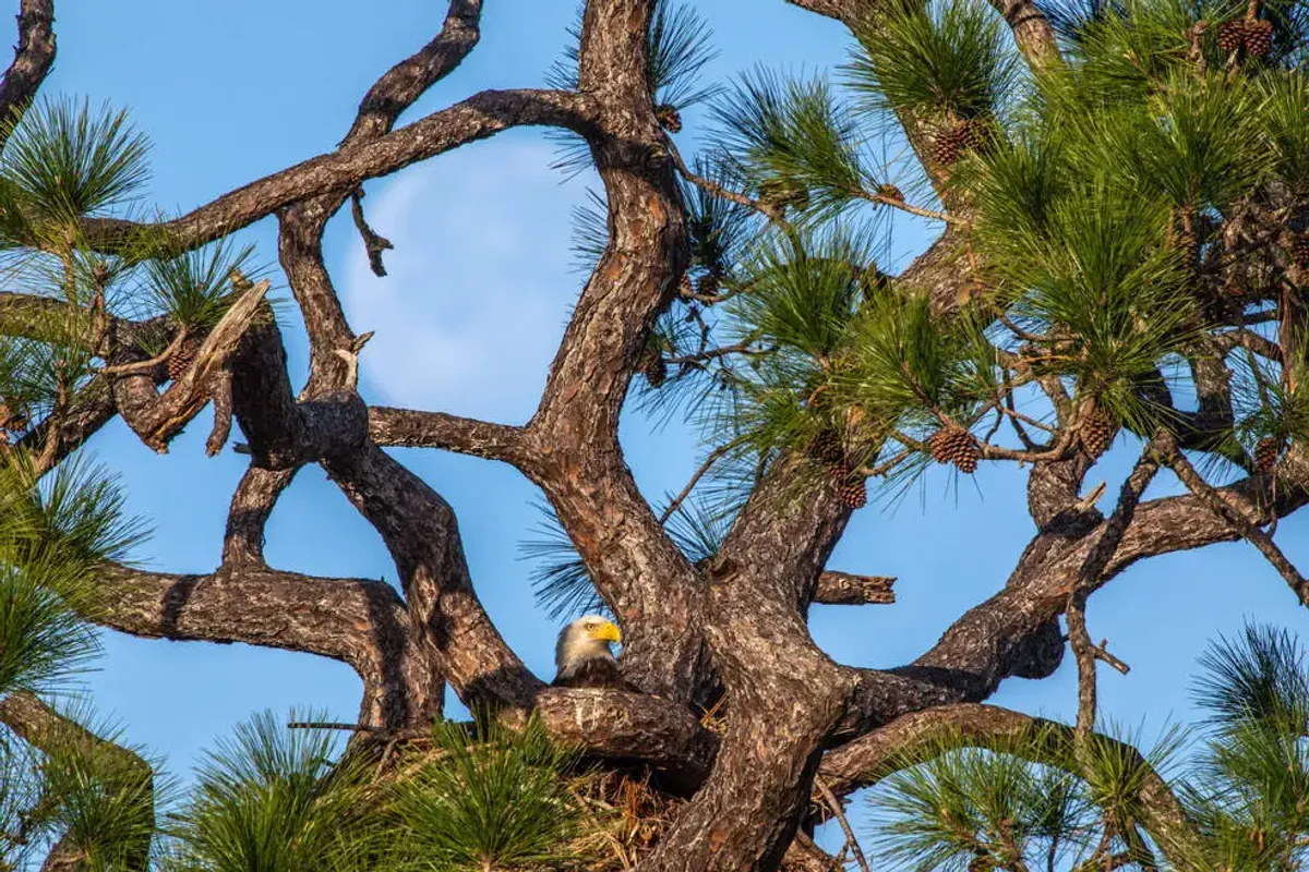 A bald eagle in a nest in a pine tree