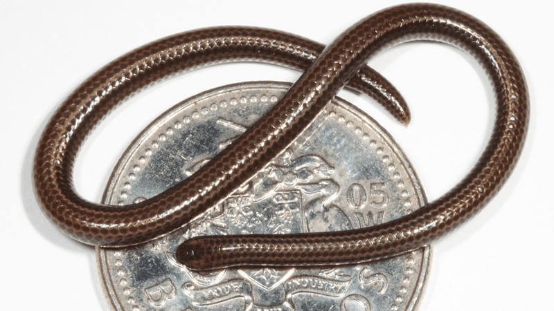 a tiny barbados threadsnake curled across a Barbados coin