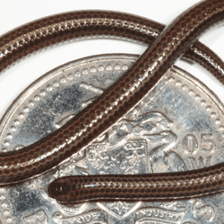a tiny barbados threadsnake curled across a Barbados coin