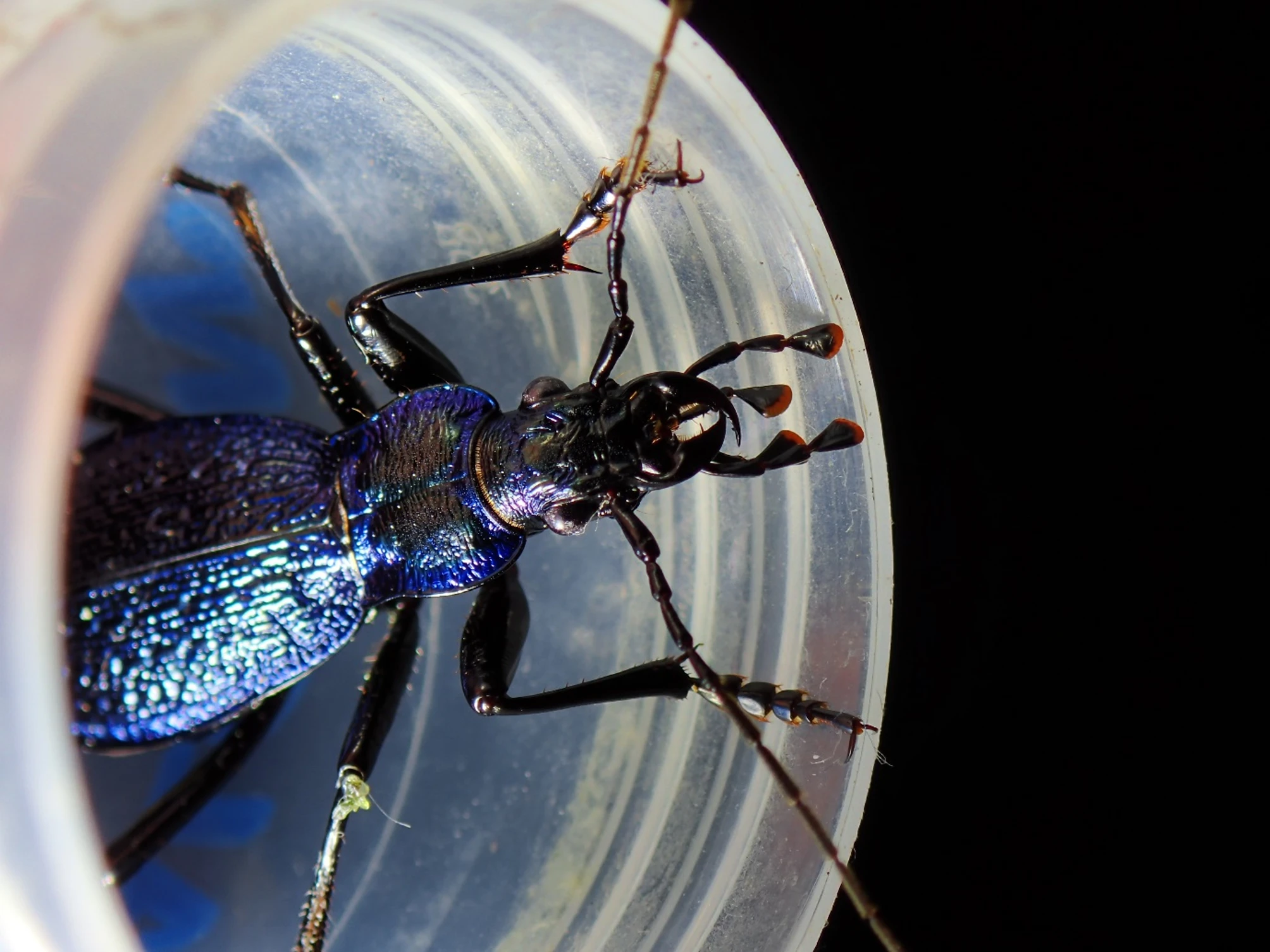 A very close up photo of a shiny black and blue beetle inside a white pot. 