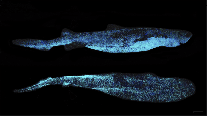 Lateral and dorsal luminescent pattern of Dalatias licha