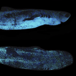 Lateral and dorsal luminescent pattern of Dalatias licha
