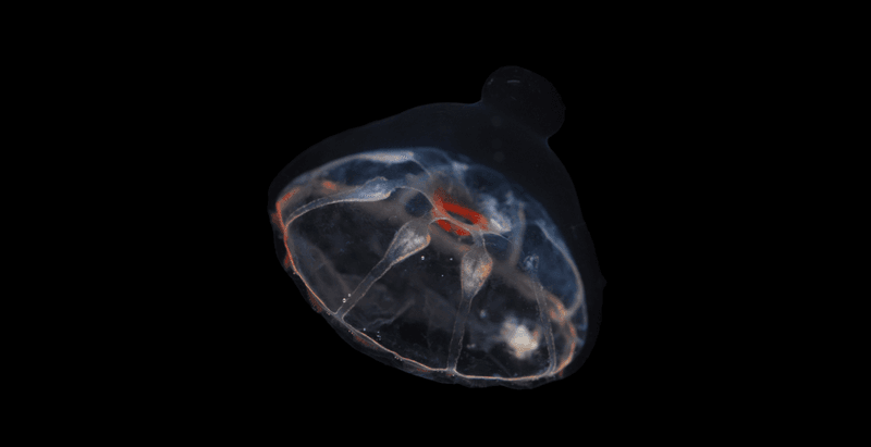 A Botrynema brucei jellyfish with a black bacground