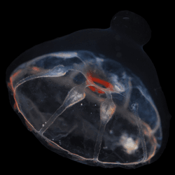 A Botrynema brucei jellyfish with a black bacground