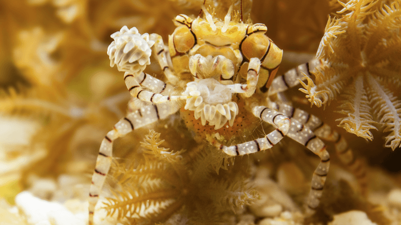 A boxer crab mother uses anemones to protect her and her 1000 eggs from predation .