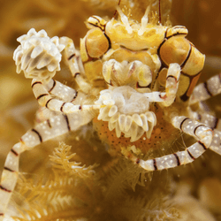 A boxer crab mother uses anemones to protect her and her 1000 eggs from predation .