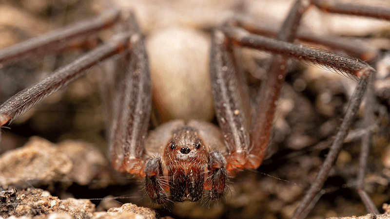 Closeup of a brown recluse spider