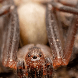 Closeup of a brown recluse spider