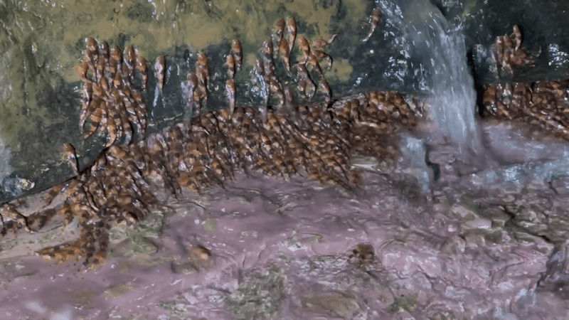 Lots of orange and black tiny catfish all trying to climb rocks with a small stream of water running over them.