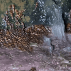 Lots of orange and black tiny catfish all trying to climb rocks with a small stream of water running over them.