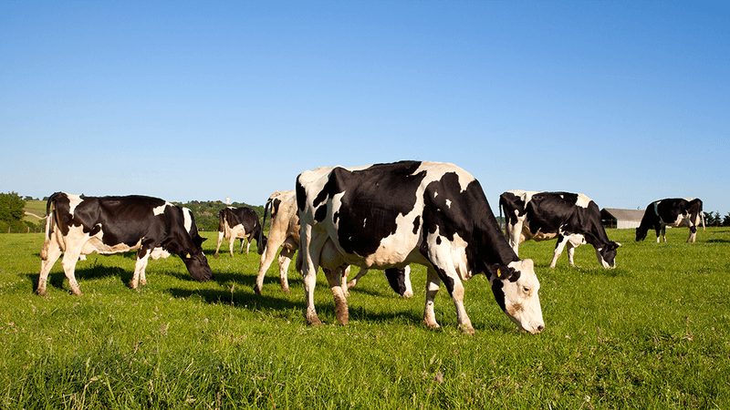Cows grazing in a field.