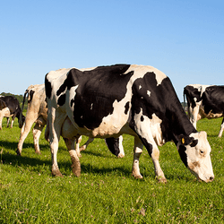 Cows grazing in a field.