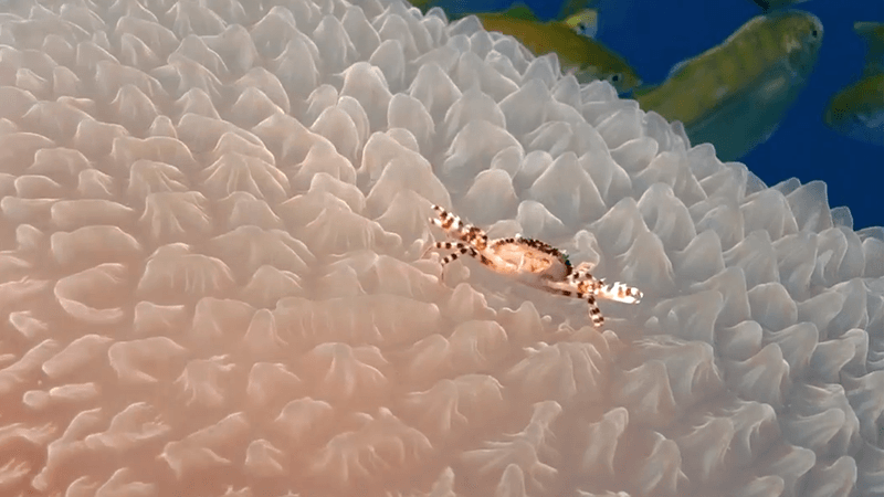 A small brown and orange crab on top of a pale pink textured jellyfish.