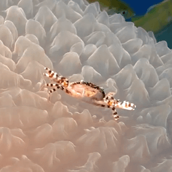 A small brown and orange crab on top of a pale pink textured jellyfish.