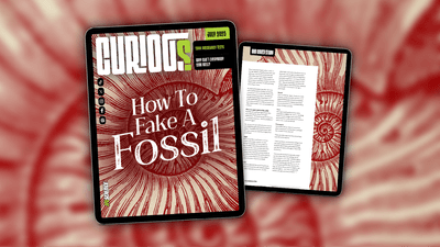 CURIOUS Issue 36: How to fake a fossil