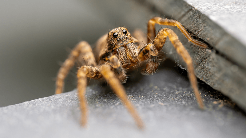 Wolf spider.