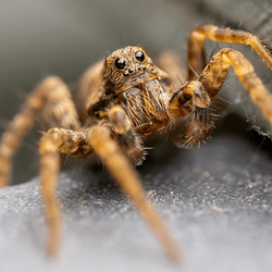 Wolf spider.