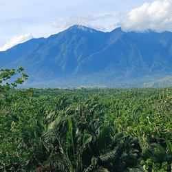 cyclops mountains in the distance lots of wild green space