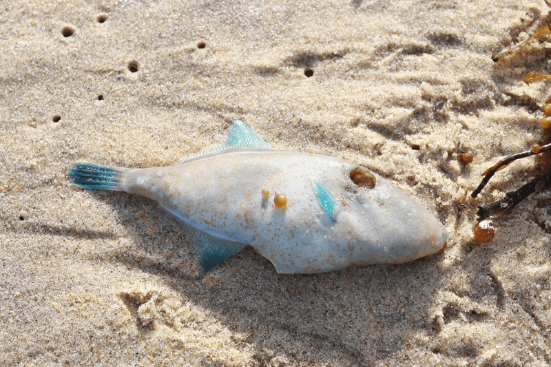 Fish like this are washing up on South Australian beaches as a consequence of the nation's largest toxic algal bloom.
