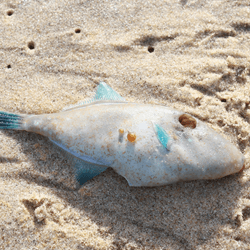 Fish like this are washing up on South Australian beaches as a consequence of the nation's largest toxic algal bloom.