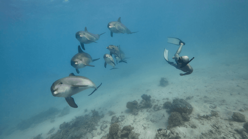 human swimming with dolphins