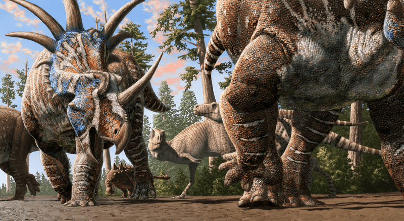 A herd of ceratopsians (Styracosaurus albertensis) accompanied by an ankylosaur (Euplocephalus tutus) walk through an old river channel under the watchful eyes of two tyrannosaurs (Gorgosaurus libratus). Artwork by Julius Csotonyi.