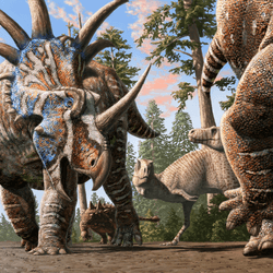 A herd of ceratopsians (Styracosaurus albertensis) accompanied by an ankylosaur (Euplocephalus tutus) walk through an old river channel under the watchful eyes of two tyrannosaurs (Gorgosaurus libratus). Artwork by Julius Csotonyi.