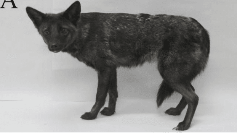 photograph of Dogxim, a fox-dog hybrid