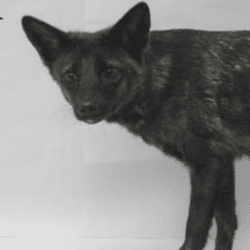 photograph of Dogxim, a fox-dog hybrid