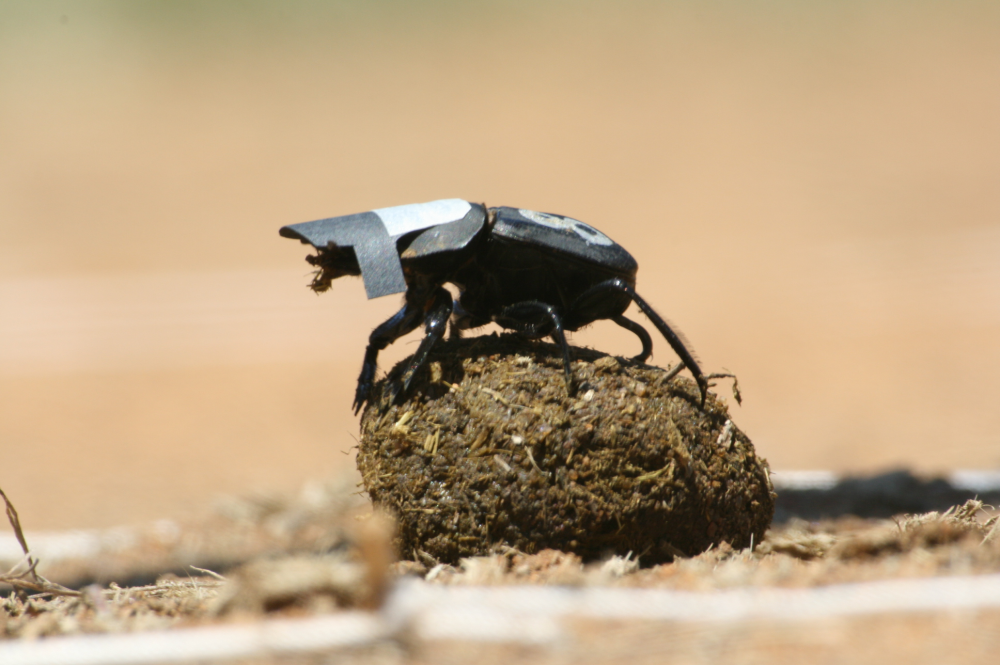 dung beetle rolling ball of poop with a little cardboard cap on dung beetle rolling ball of poop with a little cardboard cap on