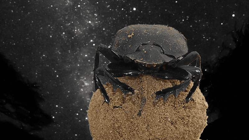 a dung beetle resting on a ball of poop, looking to the milk way for directions