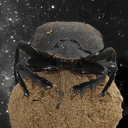 a dung beetle resting on a ball of poop, looking to the milk way for directions