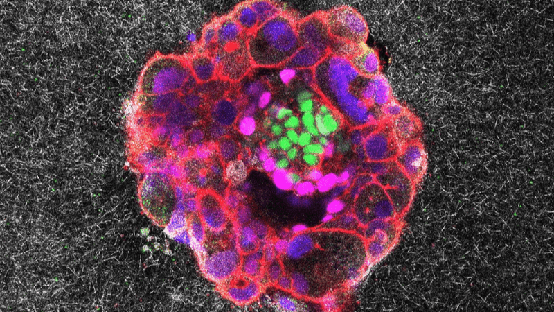 Confocal microscopy image of a nine-day-old human embryo. Specific proteins and cellular structures have been coloured in the image: OCT4 (green), which is related to embryonic stem cells; GATA6 (magenta), which is associated with early tissue formation; DAPI (blue), which marks the DNA in the nuclei; and phalloidin (red), which reveals the actin cytoskeleton. The scale bar corresponds to 100 µm.