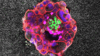 Confocal microscopy image of a nine-day-old human embryo. Specific proteins and cellular structures have been coloured in the image: OCT4 (green), which is related to embryonic stem cells; GATA6 (magenta), which is associated with early tissue formation; DAPI (blue), which marks the DNA in the nuclei; and phalloidin (red), which reveals the actin cytoskeleton. The scale bar corresponds to 100 µm.