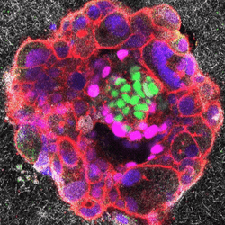 Confocal microscopy image of a nine-day-old human embryo. Specific proteins and cellular structures have been coloured in the image: OCT4 (green), which is related to embryonic stem cells; GATA6 (magenta), which is associated with early tissue formation; DAPI (blue), which marks the DNA in the nuclei; and phalloidin (red), which reveals the actin cytoskeleton. The scale bar corresponds to 100 µm.